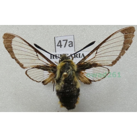 Hemaris tityus (Linnaeus, 1758) Hungaria47a